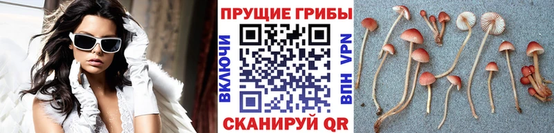Псилоцибиновые грибы Psilocybine cubensis  Лянтор 